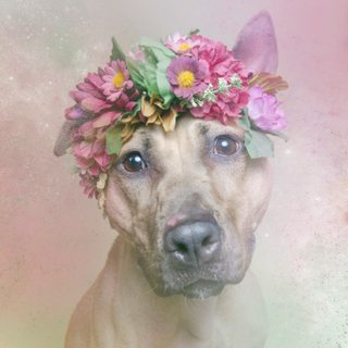 Illustration for article titled Dogs With Flower Crowns Promote Pit Bull Adoption